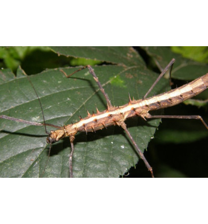 Acanthomenexenus polyacanthus Acanthomenexenus polyacanthus