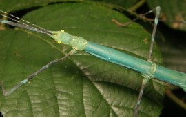 Myronides sp Myronides sp