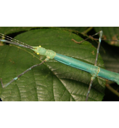 Myronides sp Myronides sp
