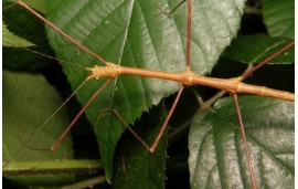Myronides sp Myronides sp