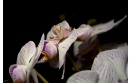 Hymenopus coronatus