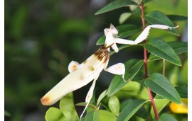 Hymenopus coronatus