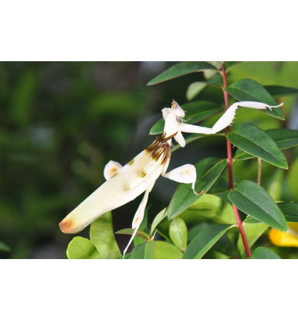 Hymenopus coronatus