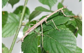 Heterochaeta orientalis Heterochaeta orientalis