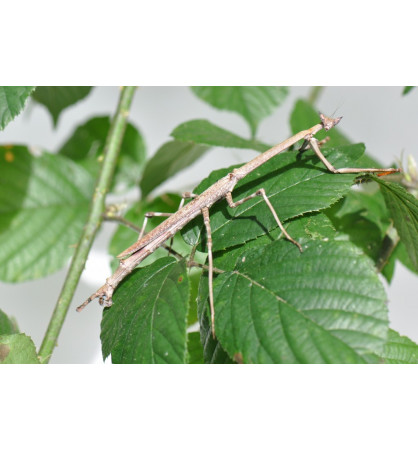 Heterochaeta orientalis Heterochaeta orientalis
