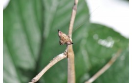 Heterochaeta orientalis Heterochaeta orientalis