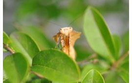 Deroplatys lobata