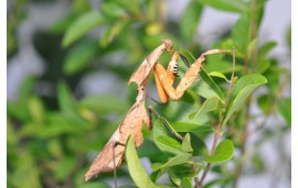 Deroplatys lobata