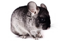 Chinchilla Chinchilla