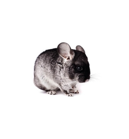 Chinchilla Chinchilla