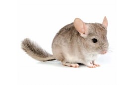 Chinchilla Chinchilla
