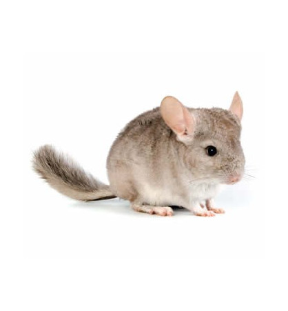 Chinchilla Chinchilla
