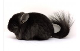 Chinchilla Chinchilla