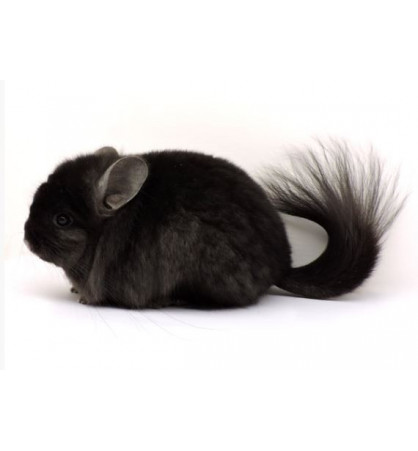 Chinchilla Chinchilla