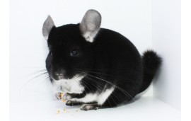 Chinchilla Chinchilla