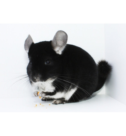 Chinchilla Chinchilla