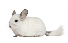Chinchilla Chinchilla