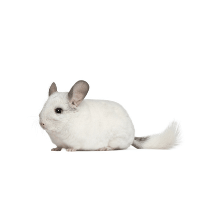 Chinchilla Chinchilla