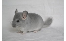 Chinchilla Chinchilla