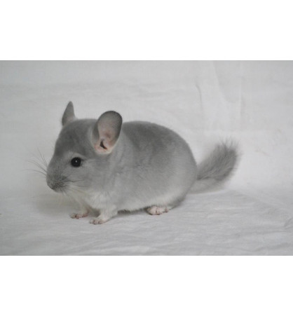 Chinchilla Chinchilla