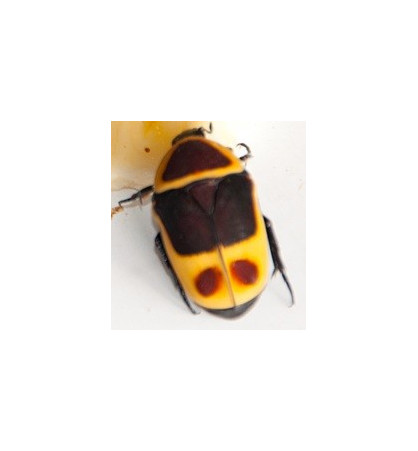 Pachnoda marginata peregrina Pachnoda marginata peregrina