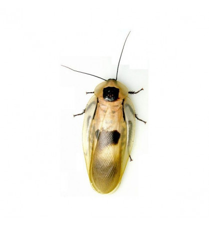 Blaberus craniifer Blaberus craniifer