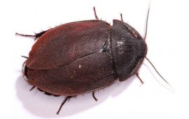 Ergaula capucina Ergaula capucina