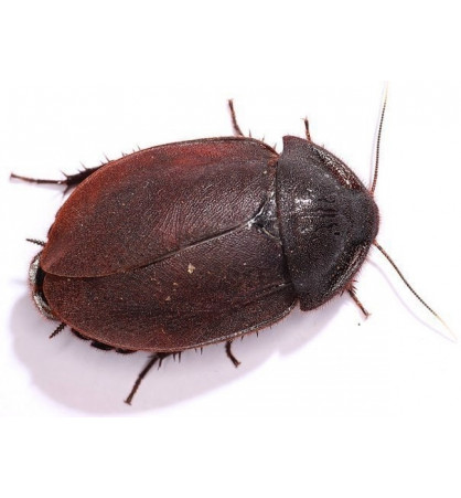 Ergaula capucina Ergaula capucina