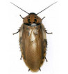 Eublaberus distanti