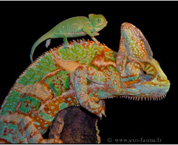 Cameleon Casque Du Yemen Chamaeleo Calyptratus