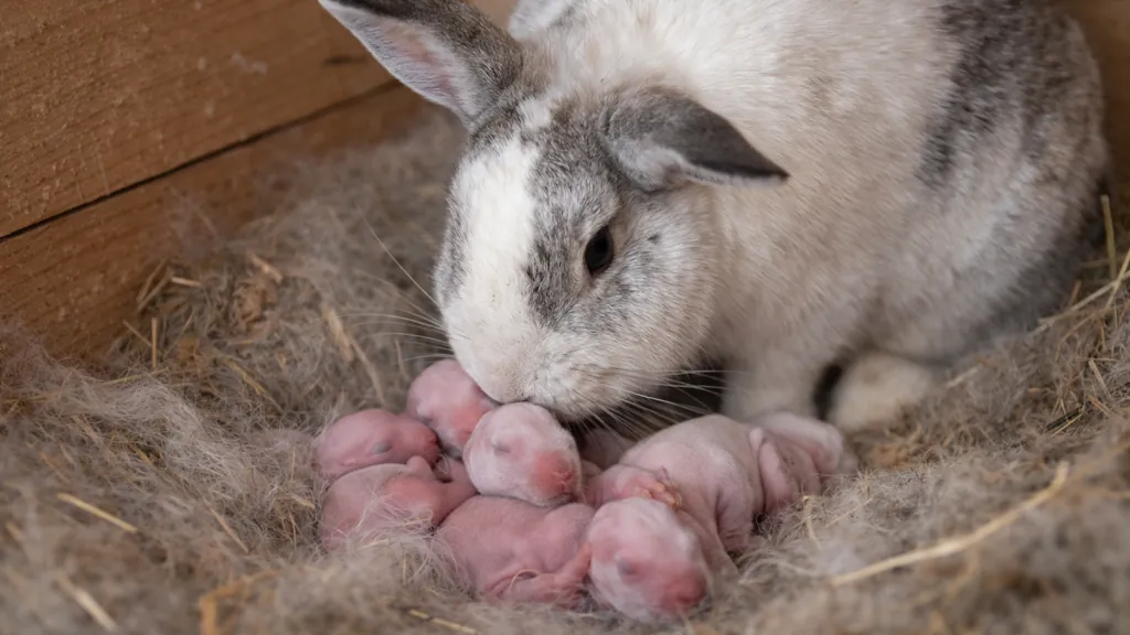 gestation lapin avec lapine dans un nid entourée de ses lapereaux nouveau nés dans un environnement naturel en paille