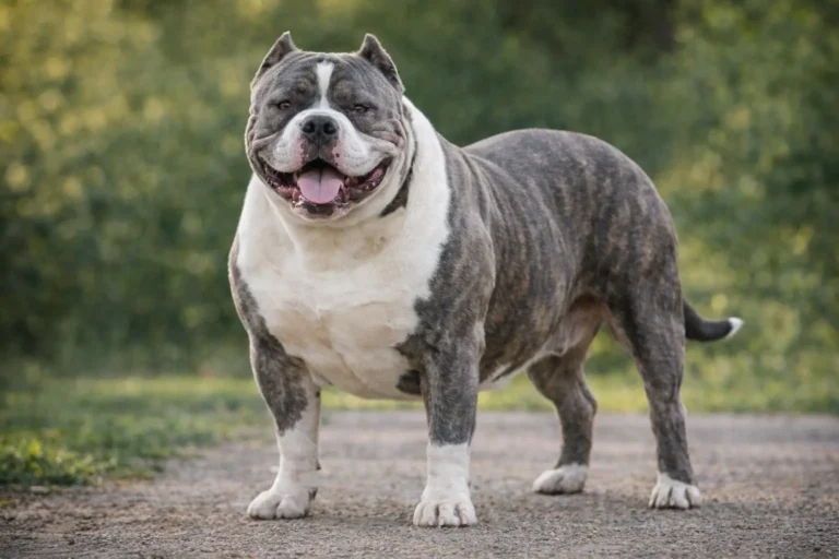 American Bully XXL adulte debout en extérieur avec gabarit massif, poitrine large, tête volumineuse et robe bringée et blanche