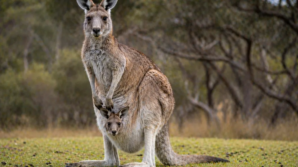 kangourou avec son petit dans la poche en pleine nature australienne pour illustrer les animaux en K