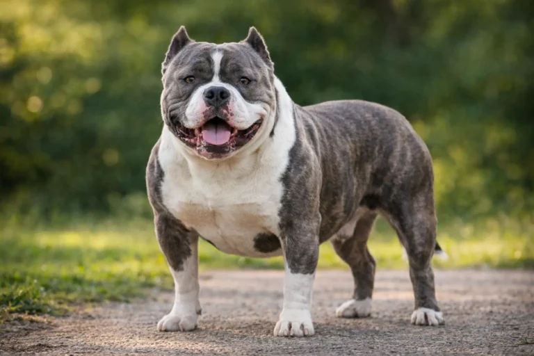 American Bully adulte debout en extérieur avec corps musclé, poitrine large et robe gris bringé et blanche