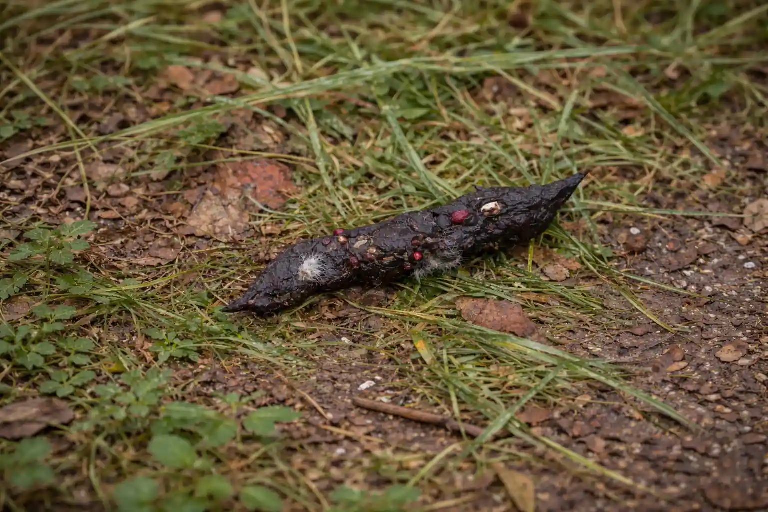 crotte de renard réaliste sur sol humide avec herbes et feuilles, excrément allongé et torsadé vu dans son environnement naturel