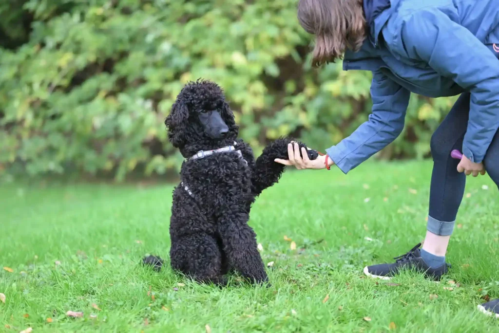 Chien noir donnant la patte à sa maîtresse pendant une séance d’éducation canine en extérieur.