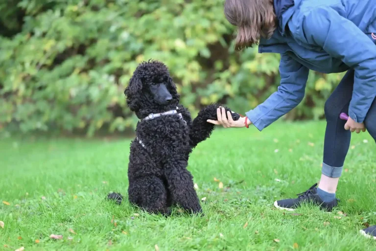 Chien noir donnant la patte à sa maîtresse pendant une séance d’éducation canine en extérieur.