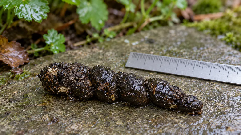 Déjection sombre de crapaud observée sur une dalle humide avec une règle pour l’échelle