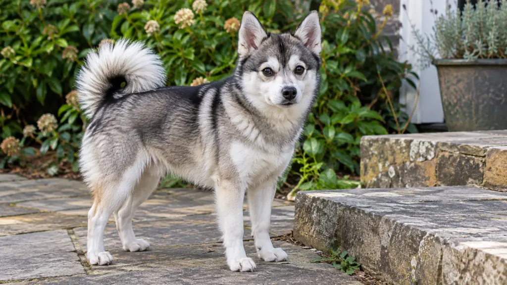 Un petit chien de type Alaskan Klee Kai dans un jardin